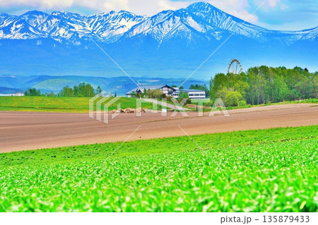 爽やかな春の北海道 十勝岳連峰と美しい上富良野の丘陵地帯 爽やかな春の北海道 十勝岳連峰と美しい上富良野の丘陵地帯 135879433