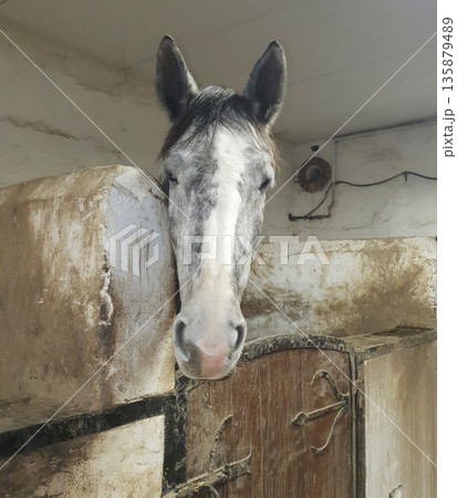 Rural stable with horses in stalls, with wooden doors and hay on the floor. Farm space and calm atmosphere of daily animal care. Rural life, livestock, horse farming and authentic farm Rural stable with horses in stalls, with wooden doors and hay on the floor. Farm space and calm atmosphere of daily animal care. Rural life, livestock, horse farming and authentic farm 135879489