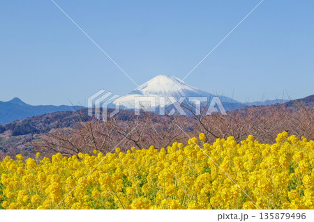 吾妻山公園の菜の花畑と冠雪の富士山 吾妻山公園の菜の花畑と冠雪の富士山 135879496
