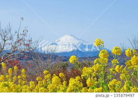 富士山を背景に咲く菜の花のクローズアップ 富士山を背景に咲く菜の花のクローズアップ 135879497