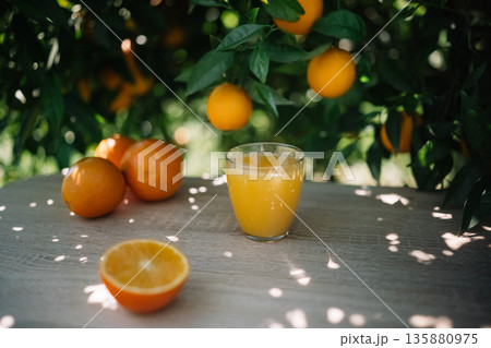 Fresh orange juice sits on a table with oranges in a tree during a sunny day 135880975