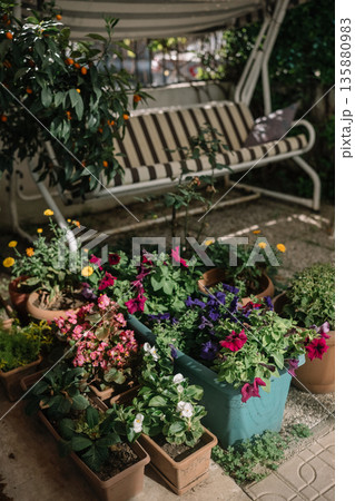 Flowers and plants arranged in pots near a swing in a garden setting during the day Flowers and plants arranged in pots near a swing in a garden setting during the day 135880983