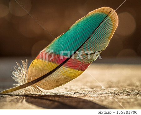 Colorful feather placed on a surface with soft lighting and a blurred background in a natural setting 135881700