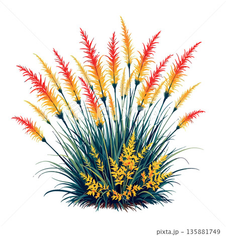 Vsai pampas grass plant vector illustration on white 135881749