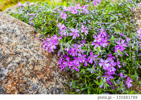 Phlox subulata in bloom, bright purple flowers  grow on a rocky ground 135881789
