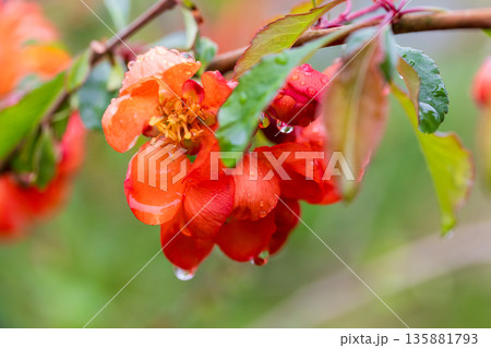 A bright orange flower with raindrops blooms in a garden A bright orange flower with raindrops blooms in a garden 135881793