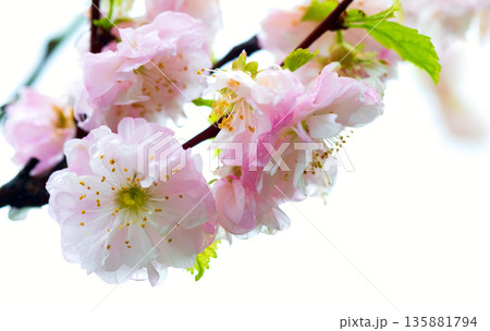 Delicate pink cherry blossoms isolated on white 135881794