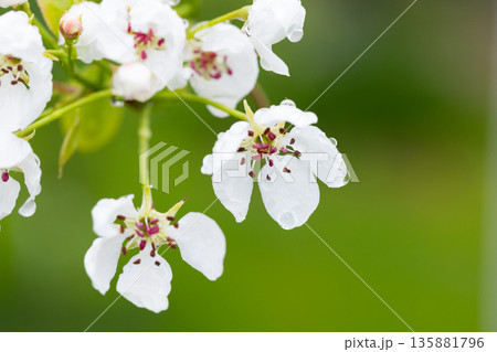 Pyrus communis. White flowers of a common pear tree Pyrus communis. White flowers of a common pear tree 135881796
