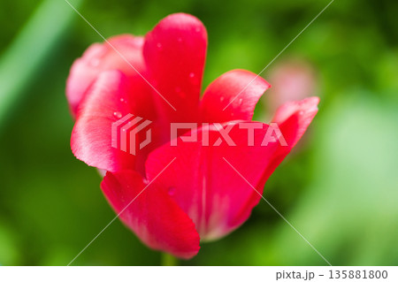 Red tulip flower in on blurry green garden background 135881800
