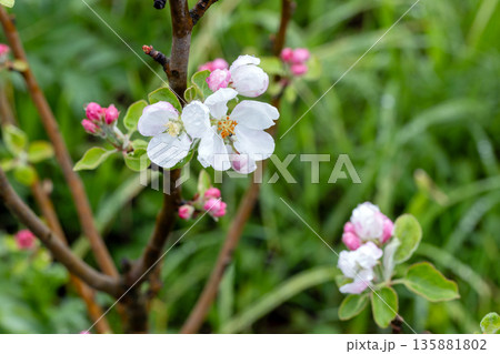 A wild apple tree in bloom, macro photo with selective focus A wild apple tree in bloom, macro photo with selective focus 135881802