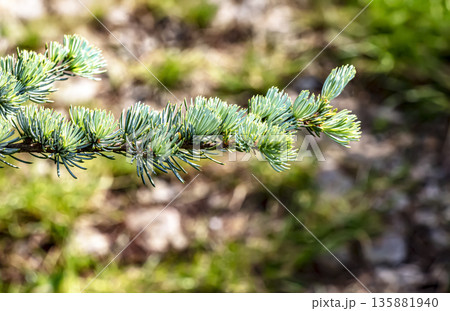 Close-up of branches of beautiful young Blue Atlas Cedar or Cedrus Atlantica Glauca with a blue needles in spring in botanical garden in Nitra, Slovakia. Close-up of branches of beautiful young Blue Atlas Cedar or Cedrus Atlantica Glauca with a blue needles in spring in botanical garden in Nitra, Slovakia. 135881940
