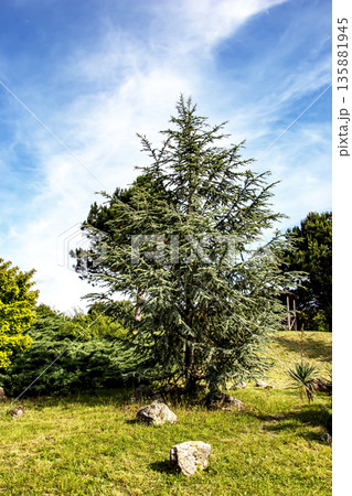 Beautiful young Blue Atlas Cedar or Cedrus Atlantica Glauca with blue needles in the botanical garden in Nitra, Slovakia. Beautiful young Blue Atlas Cedar or Cedrus Atlantica Glauca with blue needles in the botanical garden in Nitra, Slovakia. 135881945