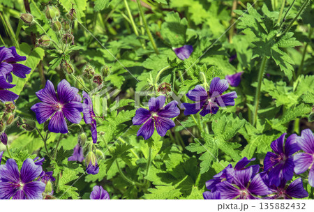 Geranium magnificum, is species of plant in the genus Geranium of family Geraniaceae. 135882432