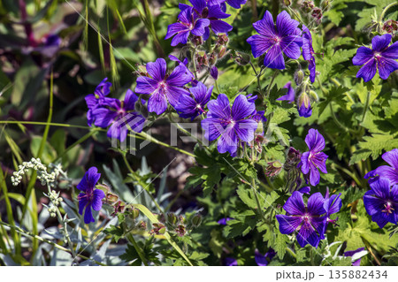 Geranium magnificum, is species of plant in the genus Geranium of the family Geraniaceae. Geranium magnificum, is species of plant in the genus Geranium of the family Geraniaceae. 135882434