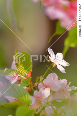 やわらかな光に咲く河津桜_縦 やわらかな光に咲く河津桜_縦 135882502