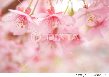 ピンク背景|淡く重なる河津桜 ピンク背景|淡く重なる河津桜 135882503