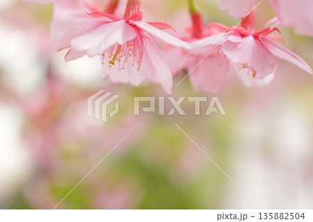 ピンクと緑背景｜淡く重なる河津桜 135882504