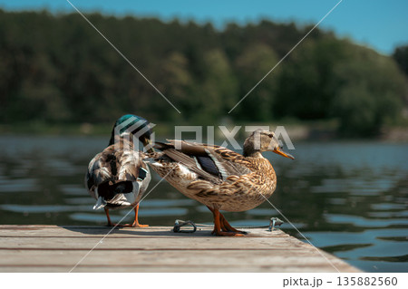 Mallard Ducks Resting on a Wooden Pier at the Lake 135882560