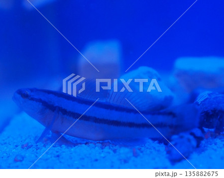 青いライトに照らされたハゼ（チチブ） 135882675