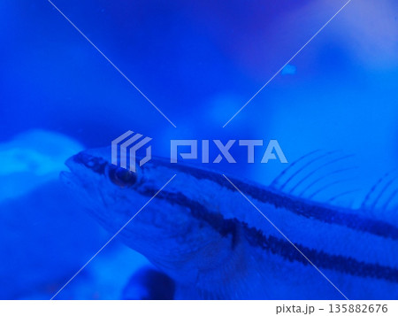 青いライトに照らされたハゼ（チチブ） 135882676