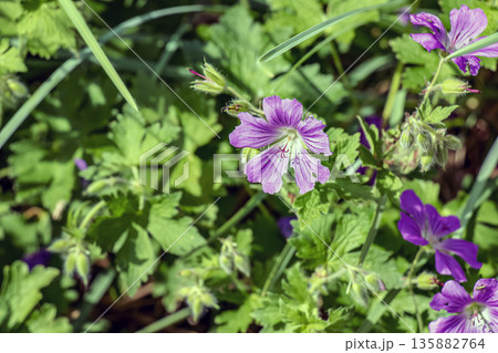 Geranium nodosum, is species of plant in the genus Geranium of family Geraniaceae. Geranium nodosum, is species of plant in the genus Geranium of family Geraniaceae. 135882764