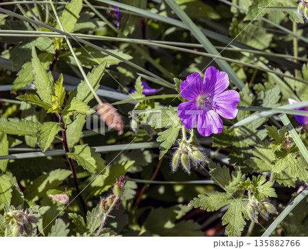 Geranium nodosum, is species of plant in the genus Geranium of the family Geraniaceae. 135882766