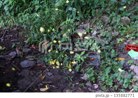 自然 天然 ナチュラル 135882771