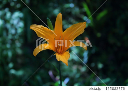 花 フラワー お花 135882776