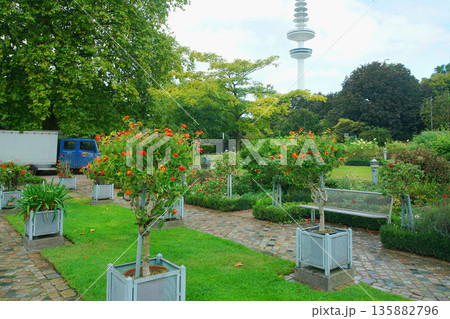 Rose 'circle' gardenin Planten un Blomen in Hamburg with fuchsia and  begonia (potted plants) in Hamburg 135882796