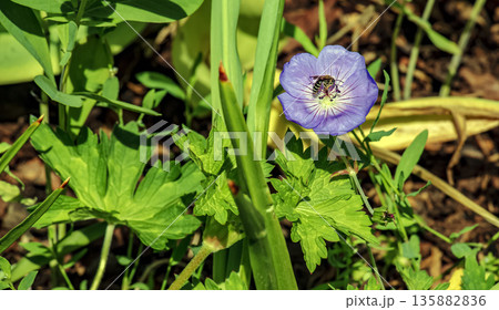 Geranium Rozanne, is species of plant in the genus Geranium of family Geraniaceae. A bee collects nectar. 135882836