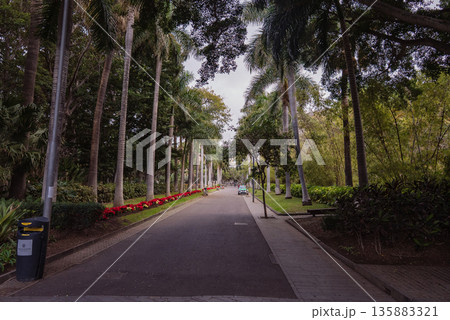 Tropical Pergola Walkway with Palm Trees in Garcia Sanabria Park, Tenerife Tropical Pergola Walkway with Palm Trees in Garcia Sanabria Park, Tenerife 135883321