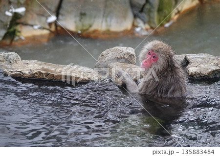 雪景色の露天風呂でリラックスするニホンザル 2026.1.26 地獄谷野猿公苑, 日本 135883484