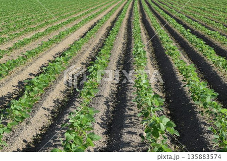 ダイズ畑 山形県庄内 ダイズ畑 山形県庄内 135883574