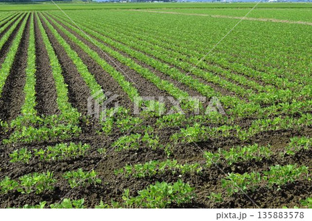 ダイズ畑 山形県庄内 ダイズ畑 山形県庄内 135883578