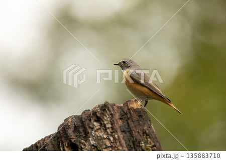 Common redstart perched on branch of tree branch (Phoenicurus phoenicurus). Beautiful bird perched on branch of tree in the forest. Wildlife in nature.  Czech republic 135883710