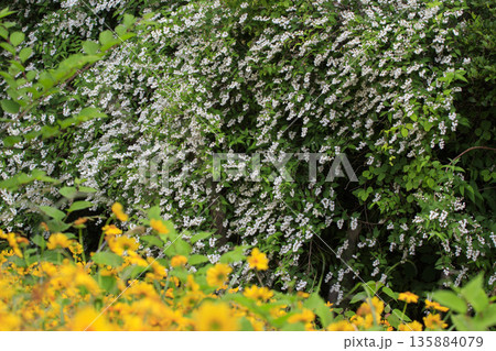春の森に咲く白いウツギの花と黄色い大金鶏菊 春の森に咲く白いウツギの花と黄色い大金鶏菊 135884079