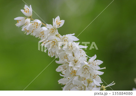 春の森に咲く白いウツギの花 春の森に咲く白いウツギの花 135884080