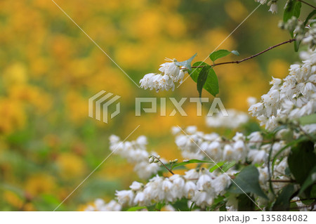 春の森に咲く白いウツギの花と黄色い大金鶏菊 春の森に咲く白いウツギの花と黄色い大金鶏菊 135884082