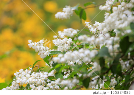 春の森に咲く白いウツギの花と黄色い大金鶏菊 135884083