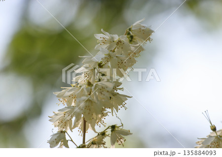 春の森に咲く白いウツギの花 135884093
