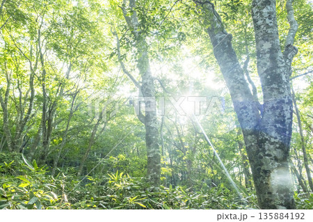 新緑の森に光芒が差し込む風景 大山鏡ヶ成 新緑の森に光芒が差し込む風景 大山鏡ヶ成 135884192