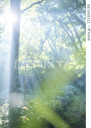 新緑の森に光芒が差し込む風景 大山鏡ヶ成 新緑の森に光芒が差し込む風景 大山鏡ヶ成 135884199