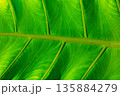Close up of green leaf texture. Abstract background 135884279