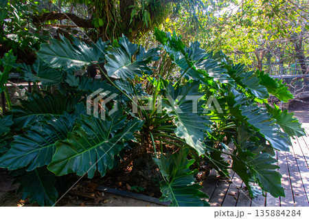 Beautiful of green tropical leaves plant background 135884284