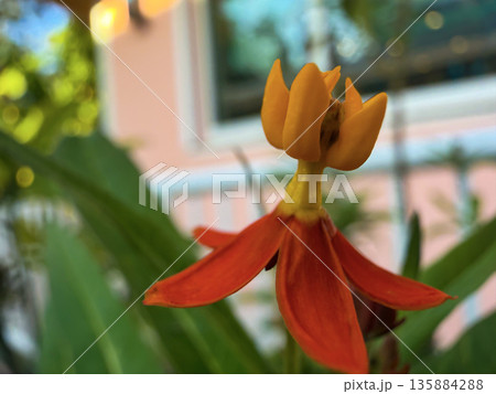 Orange and Yellow Exotic Flower Macro with Soft Bokeh Background 135884288