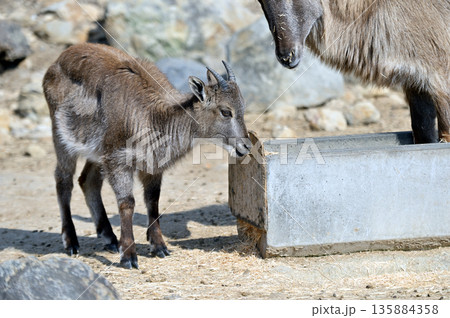 ヒマラヤタールの子供 135884358
