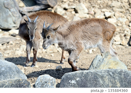 ヒマラヤタールの子供 135884360