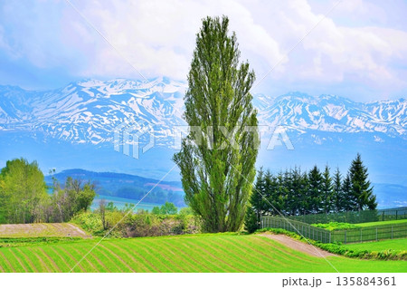 春の北海道美瑛町　ケンとメリーの木 135884361