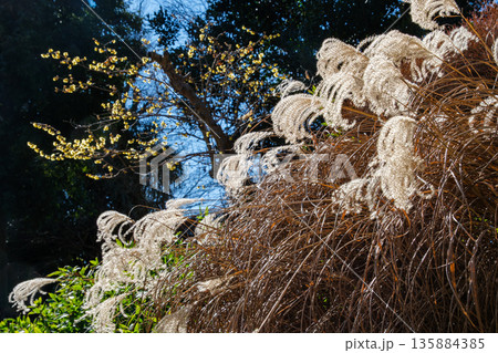 すすきと蝋梅 135884385