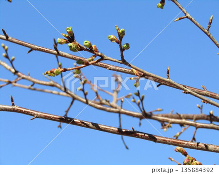 膨らんだ河津の桜楽しみだ 膨らんだ河津の桜楽しみだ 135884392